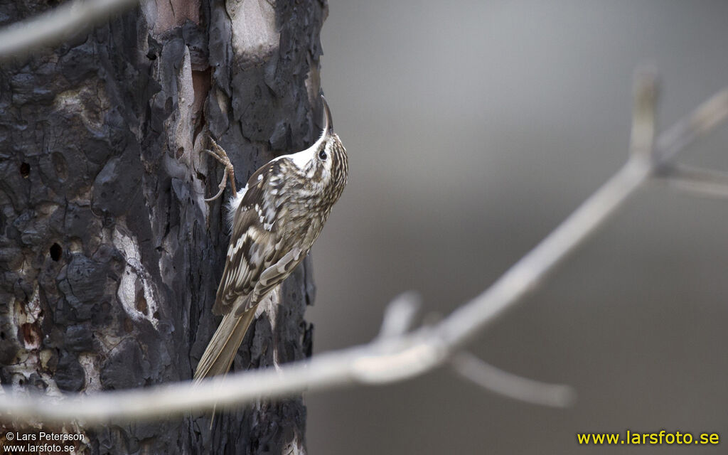 Eurasian Treecreeper