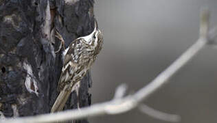 Eurasian Treecreeper