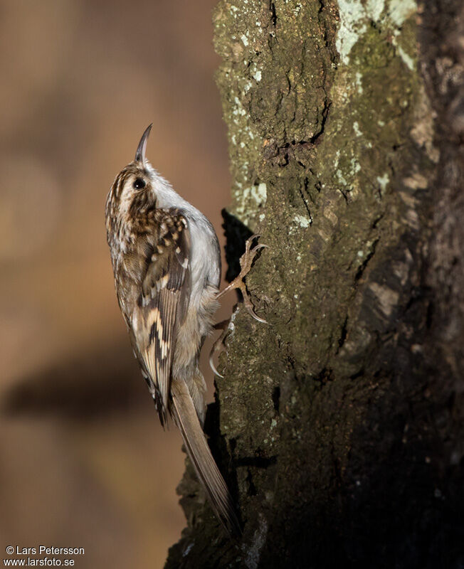 Eurasian Treecreeper