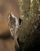 Eurasian Treecreeper