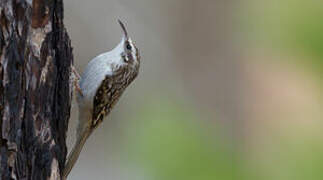 Eurasian Treecreeper