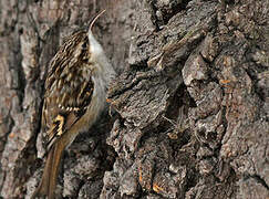 Short-toed Treecreeper