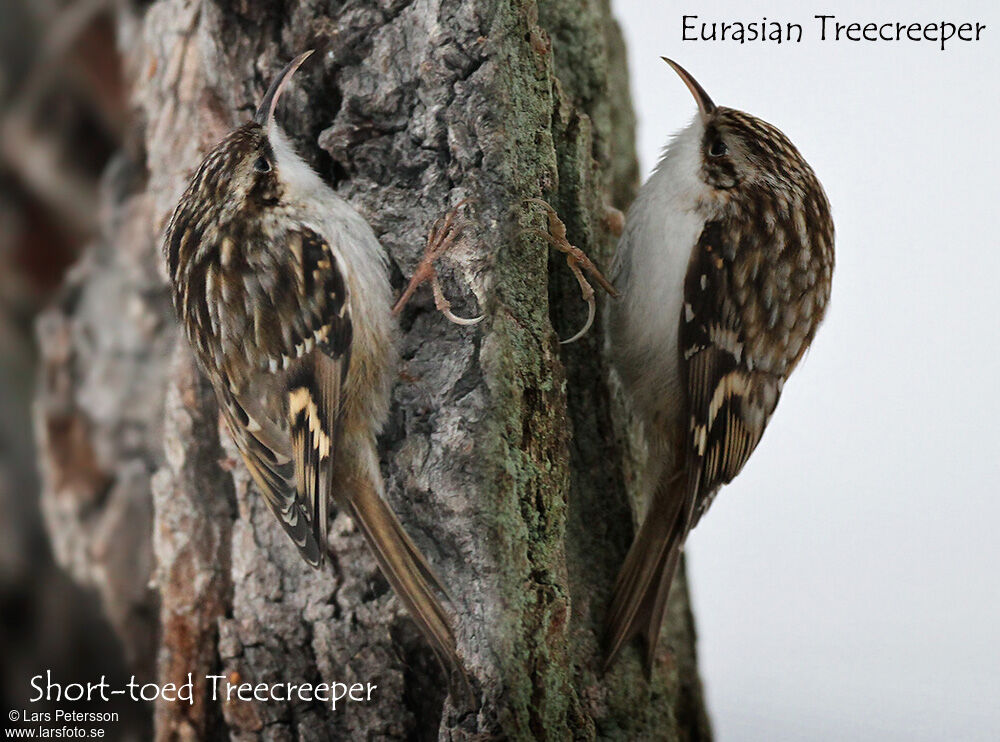 Short-toed Treecreeper