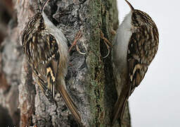 Short-toed Treecreeper