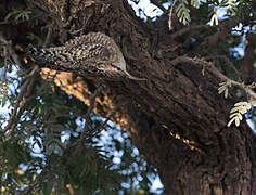 Indian Spotted Creeper