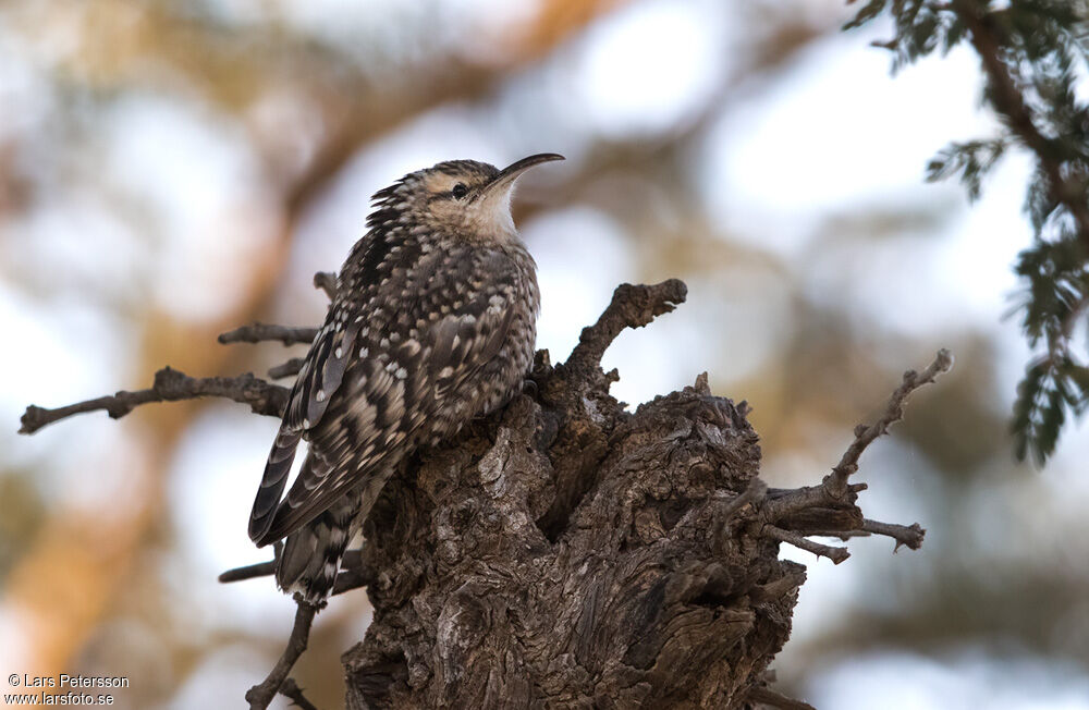 Indian Spotted Creeper