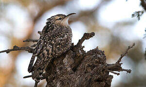 Indian Spotted Creeper