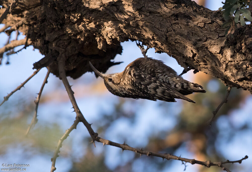 Indian Spotted Creeper