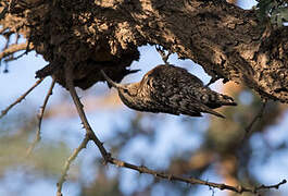 Indian Spotted Creeper