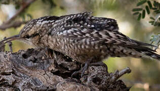 Indian Spotted Creeper