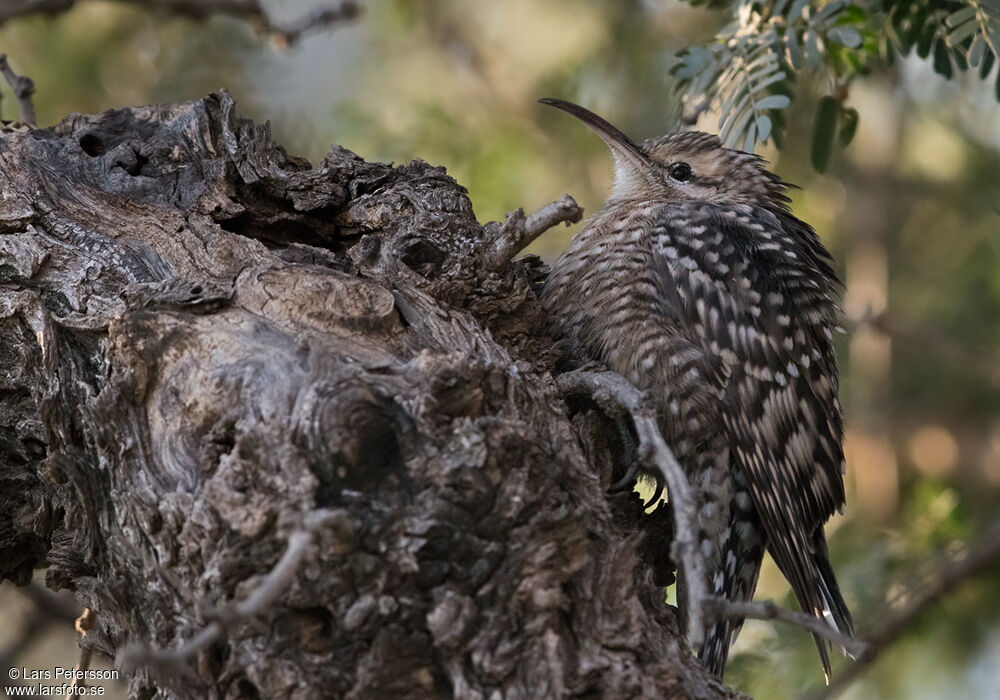 Indian Spotted Creeper