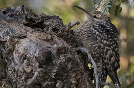 Indian Spotted Creeper