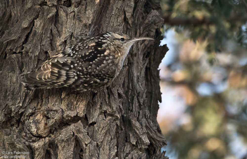 Indian Spotted Creeper