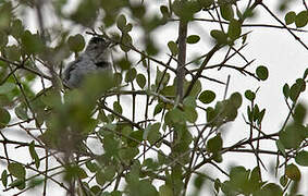 Pectoral Antwren