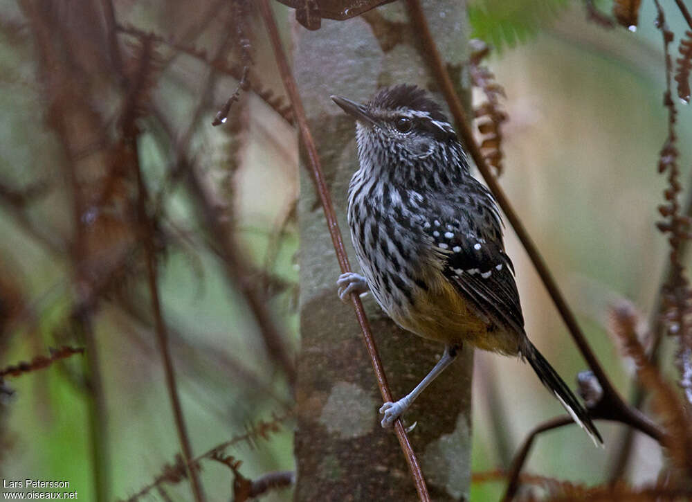 Grisin à croupion ocreadulte, identification