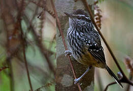 Ochre-rumped Antbird