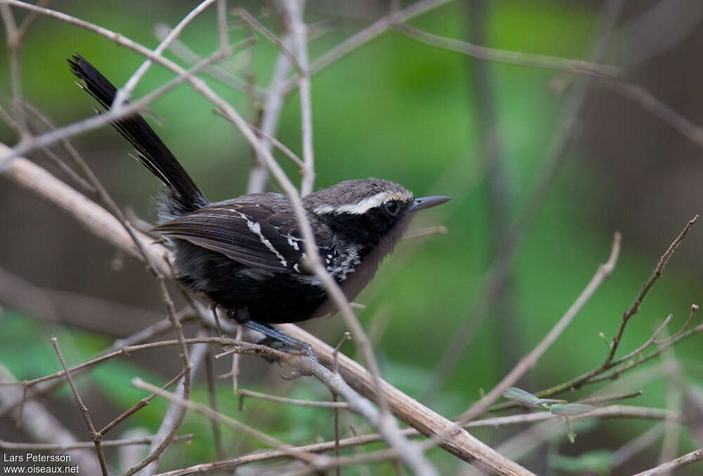 Black-bellied Antwren male adult, identification