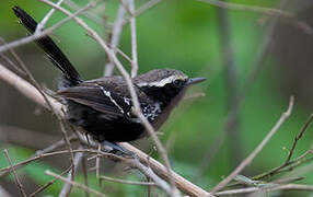 Black-bellied Antwren