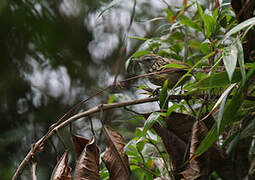 Streak-headed Antbird