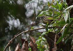 Streak-headed Antbird