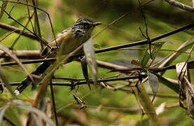 Striated Antbird