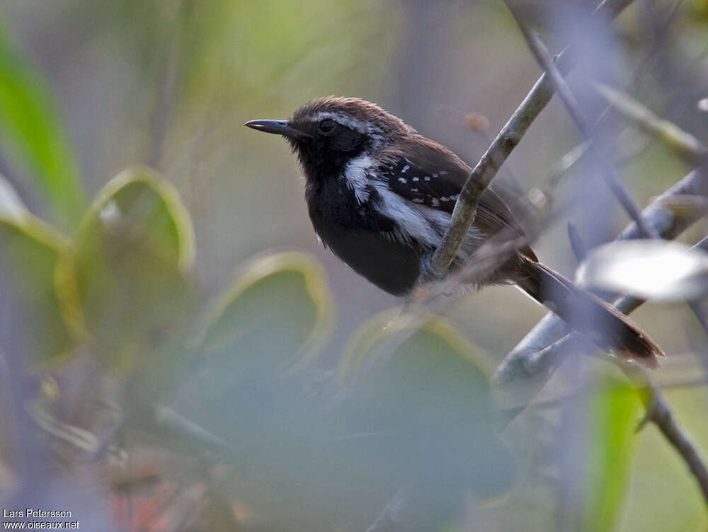 Sincora Antwren male adult, identification