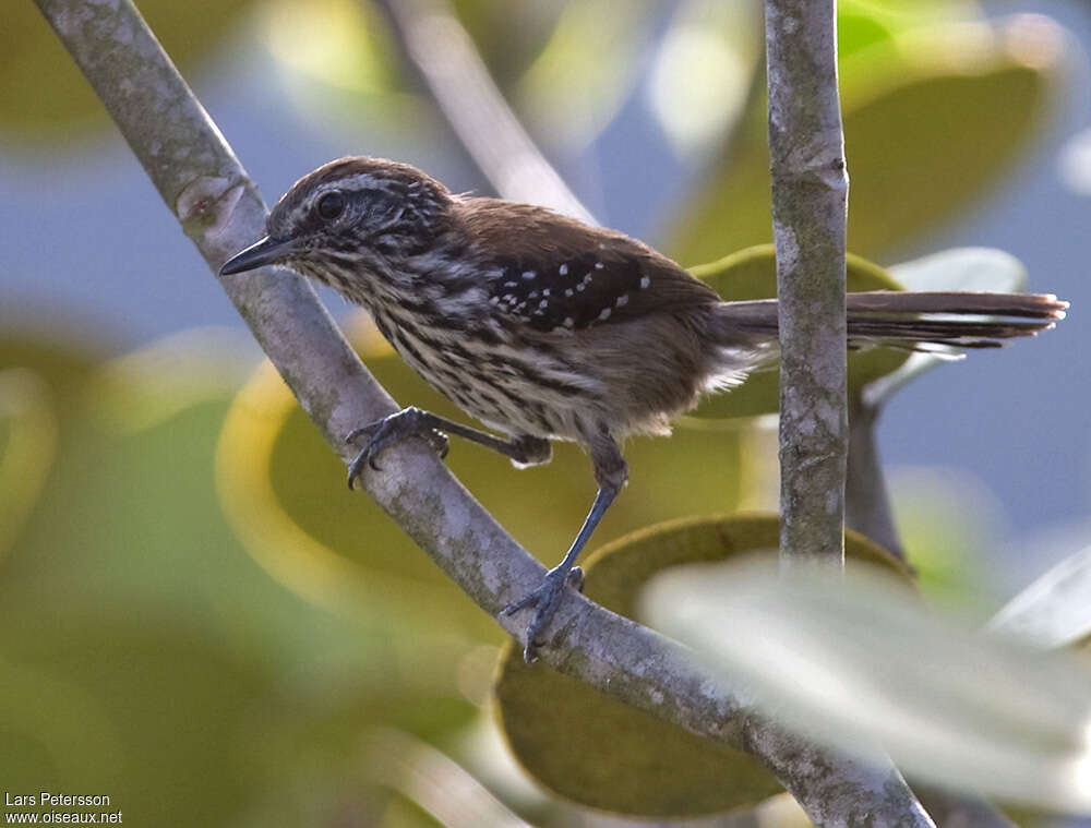 Sincora Antwren female adult, identification