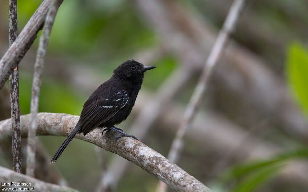 Jet Antbird male adult, identification