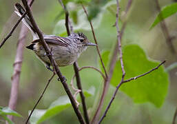 Caatinga Antwren