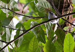 Orange-bellied Antwren