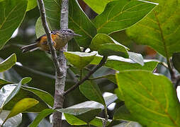 Orange-bellied Antwren