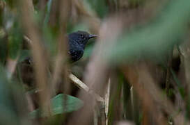 Willis's Antbird