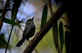 Scaled Antbird