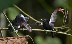 Dot-winged Antwren