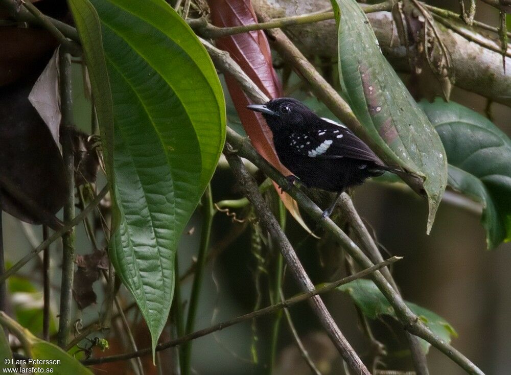 Dot-winged Antwren