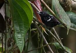 Dot-winged Antwren