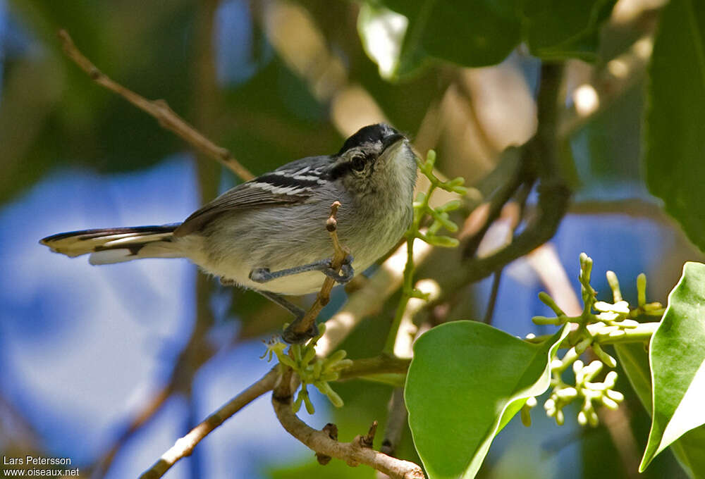 Black-capped Antwrenadult, identification