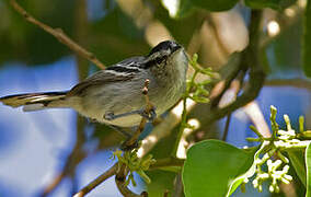 Black-capped Antwren