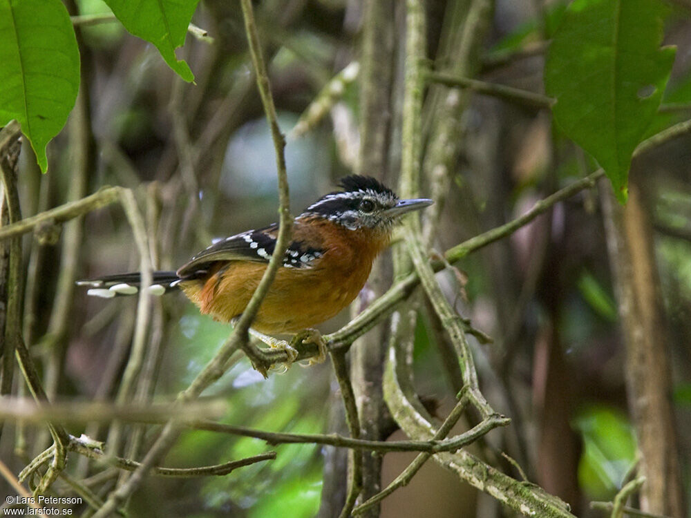 Ferruginous Antbird