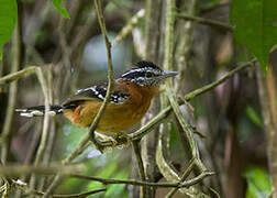 Ferruginous Antbird