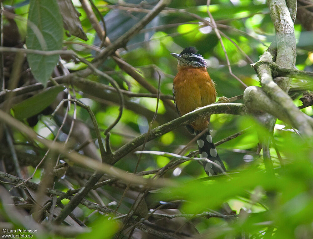 Ferruginous Antbird