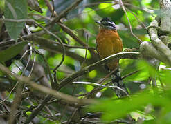 Ferruginous Antbird