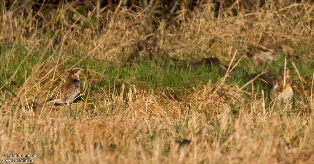 Dusky Thrush