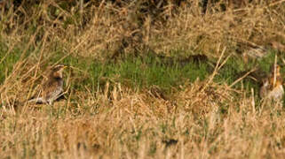 Dusky Thrush