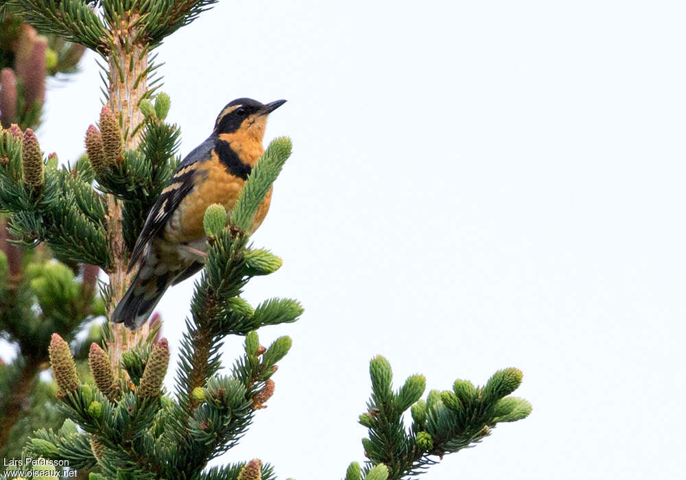 Varied Thrush male adult, identification