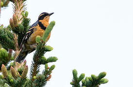 Varied Thrush