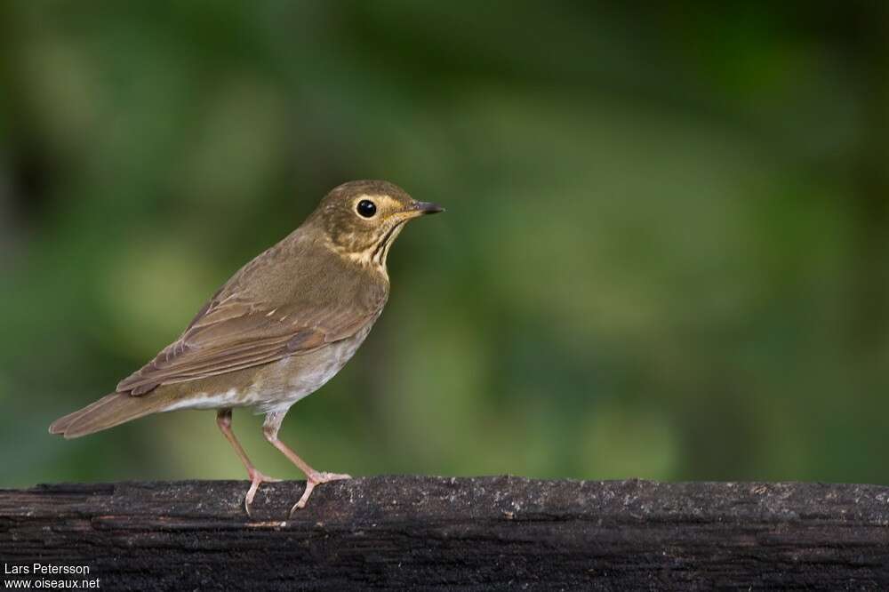 Swainson's ThrushFirst year, identification