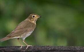 Swainson's Thrush