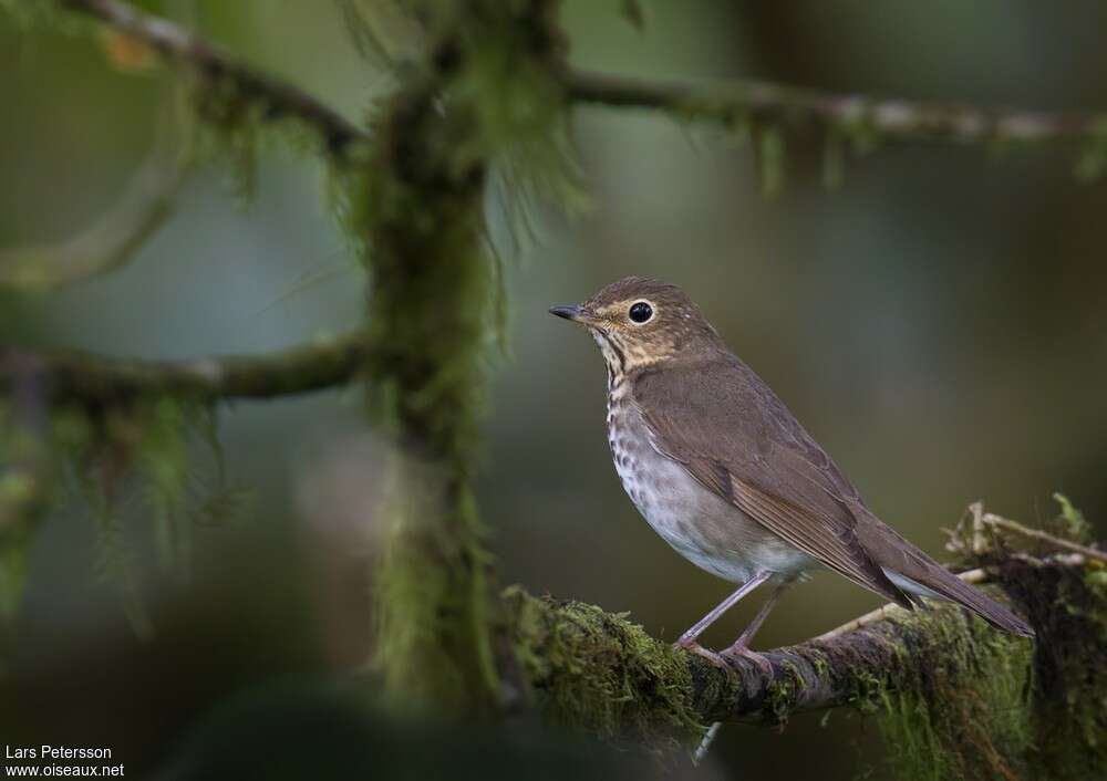 Swainson's Thrushadult, identification