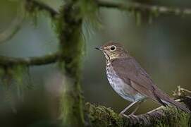 Swainson's Thrush